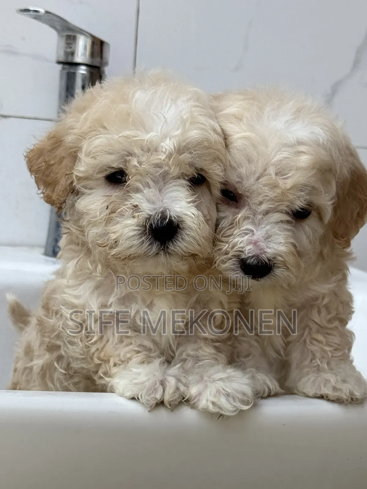 1-3 months Male Purebred Maltese