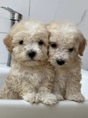 1-3 months Male Purebred Maltese