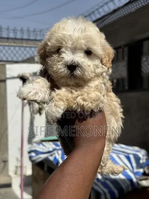 1-3 months Female Purebred Maltese