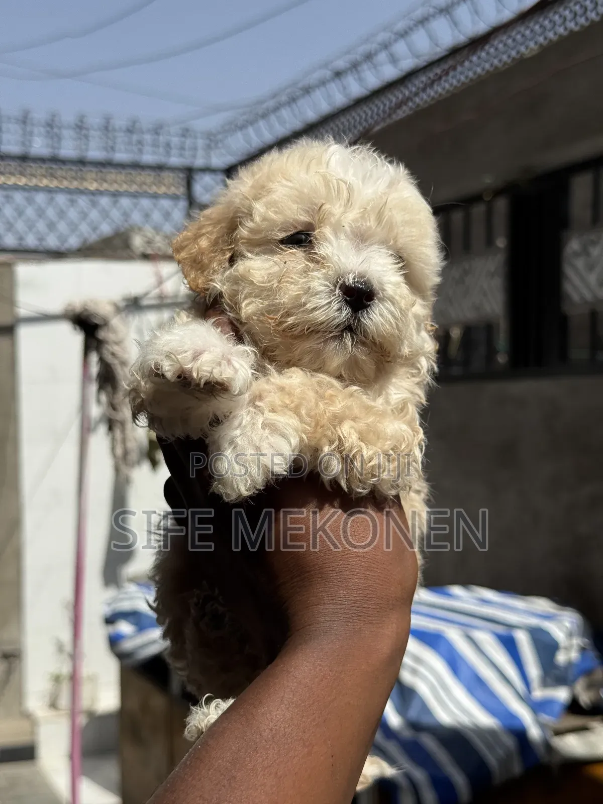 1-3 months Female Purebred Maltese