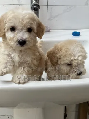 1-3 months Female Purebred Maltese