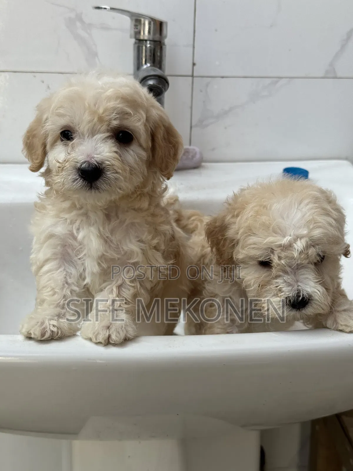 1-3 months Female Purebred Maltese