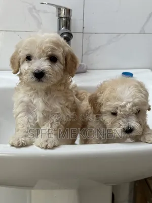 1-3 months Female Purebred Maltese