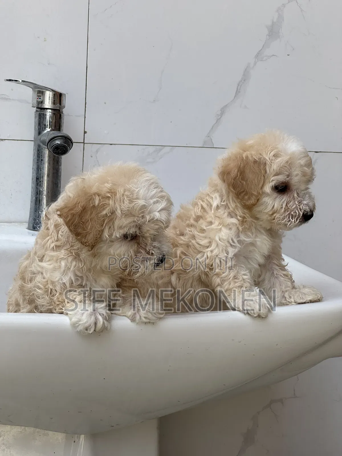 1-3 months Female Purebred Maltese