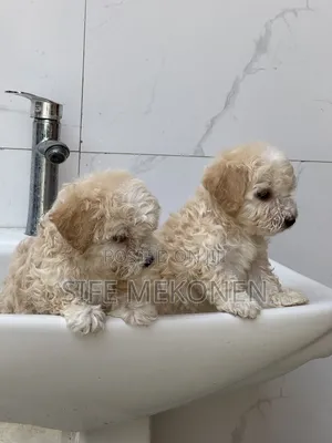 1-3 months Female Purebred Maltese