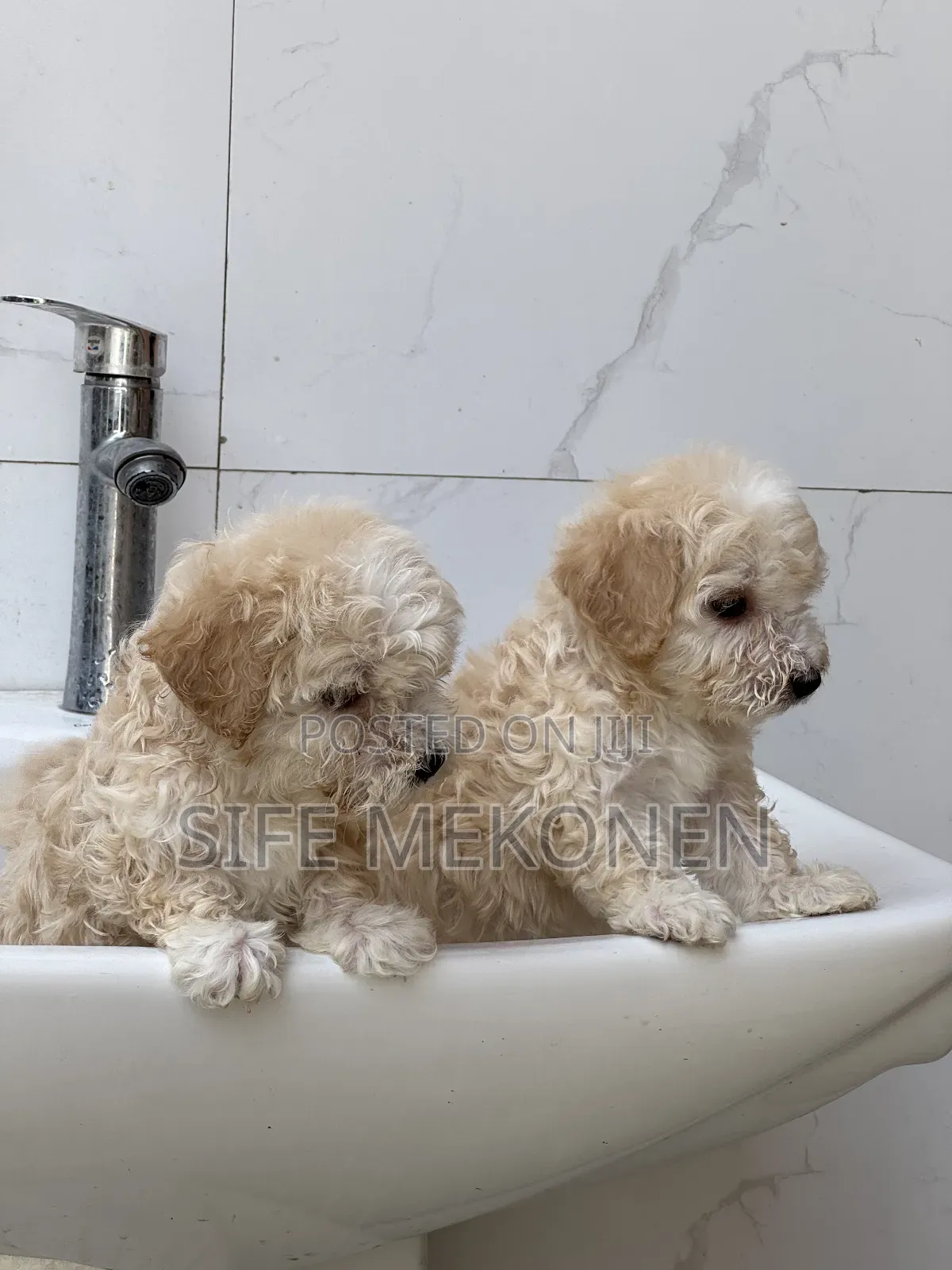 1-3 months Female Purebred Maltese