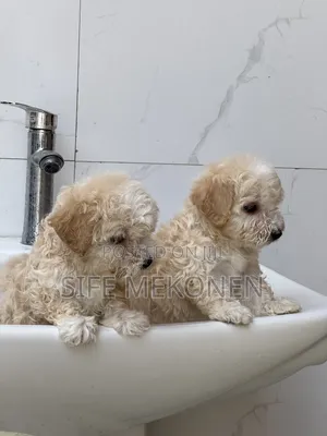 1-3 months Female Purebred Maltese