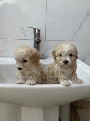 1-3 months Male Purebred Maltese