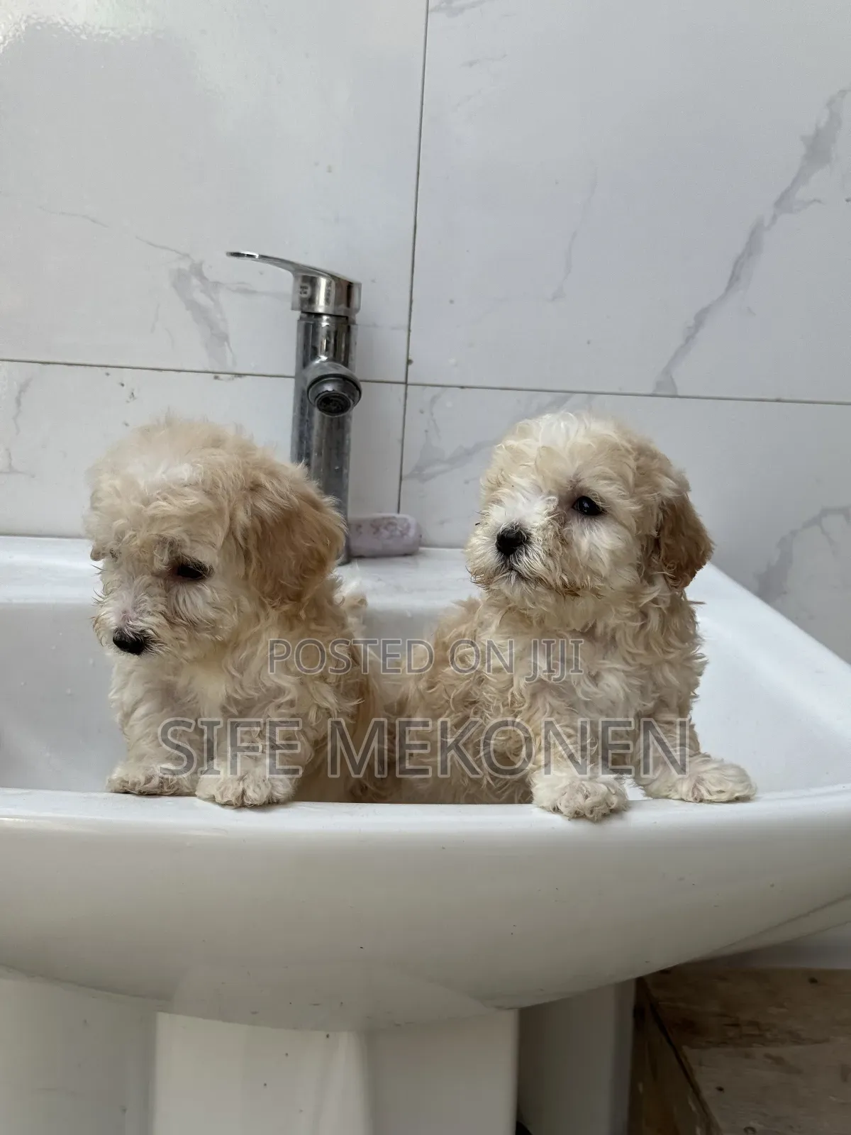 1-3 months Male Purebred Maltese