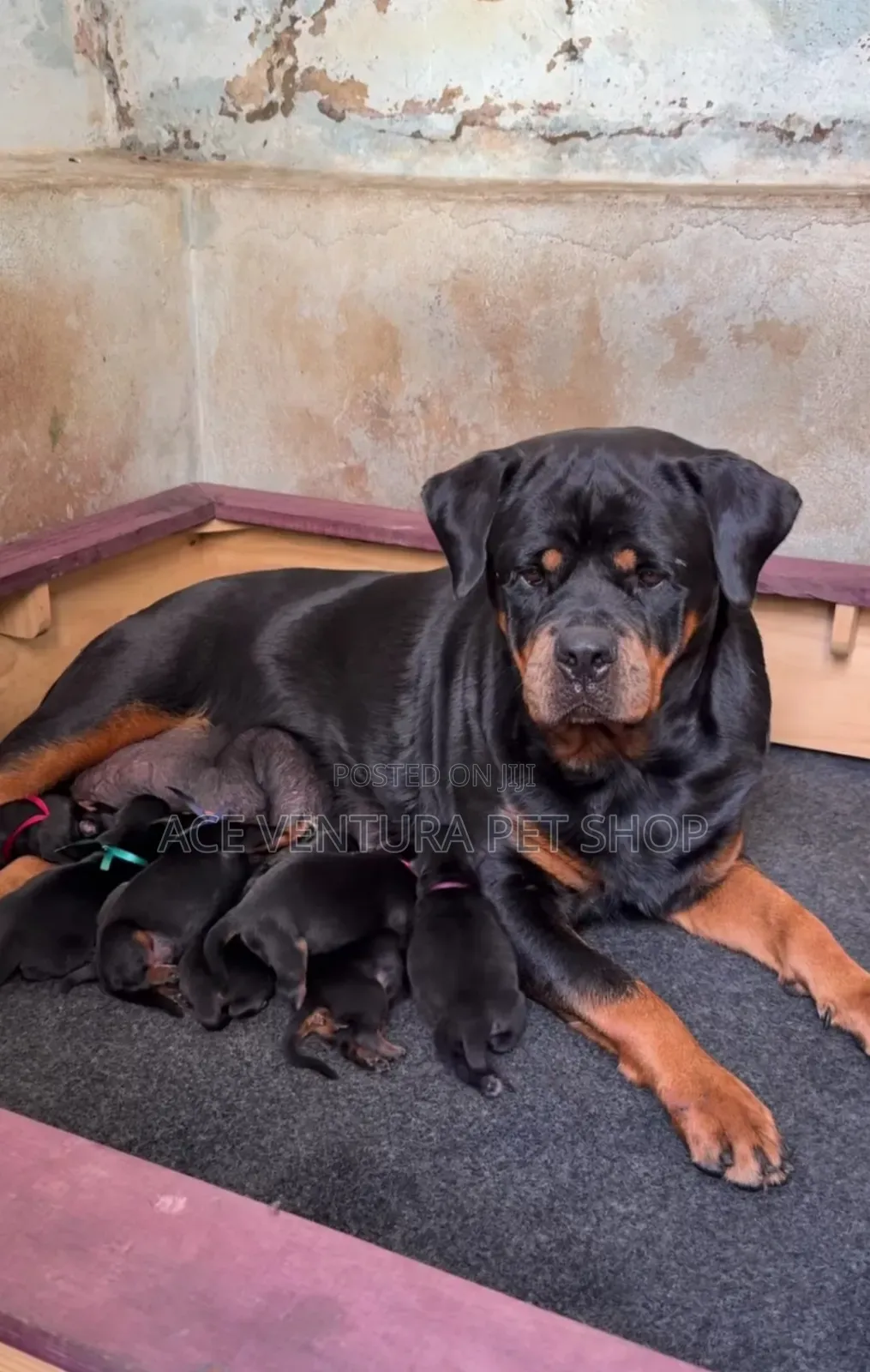 1-3 months Male Purebred Rottweiler