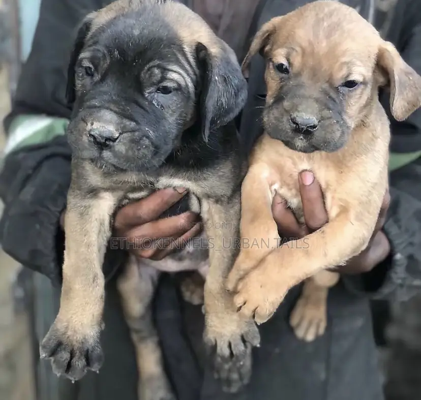 1-3 months Male Purebred Boerboel