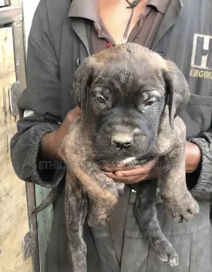 1-3 months Male Purebred Boerboel