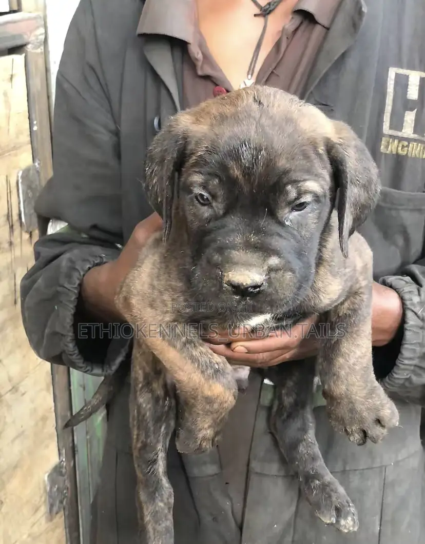 1-3 months Male Purebred Boerboel