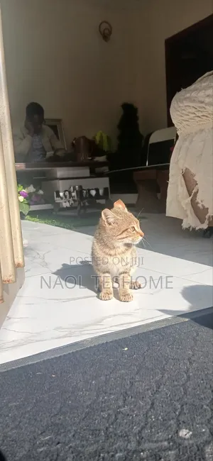 1-3 months Female Purebred Abyssinian