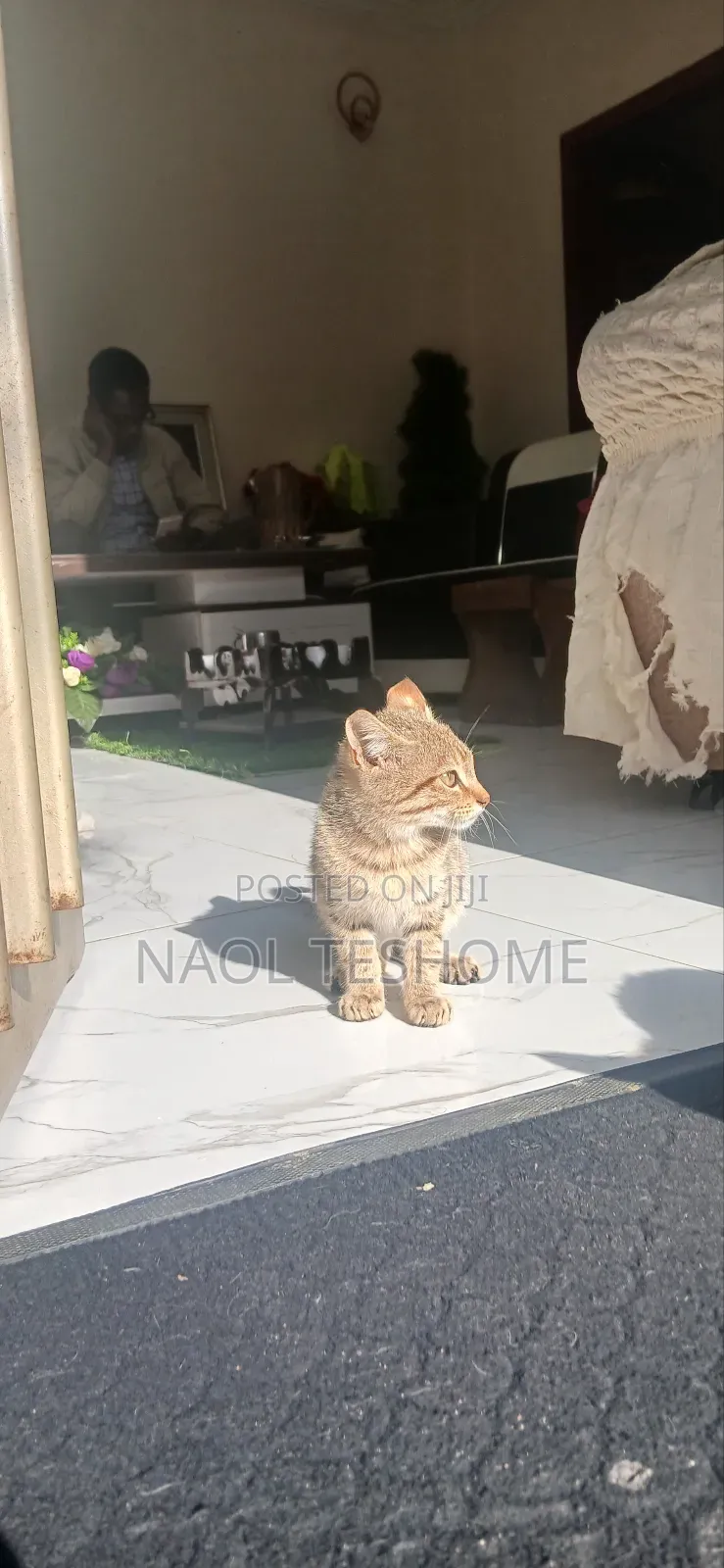 1-3 months Female Purebred Abyssinian