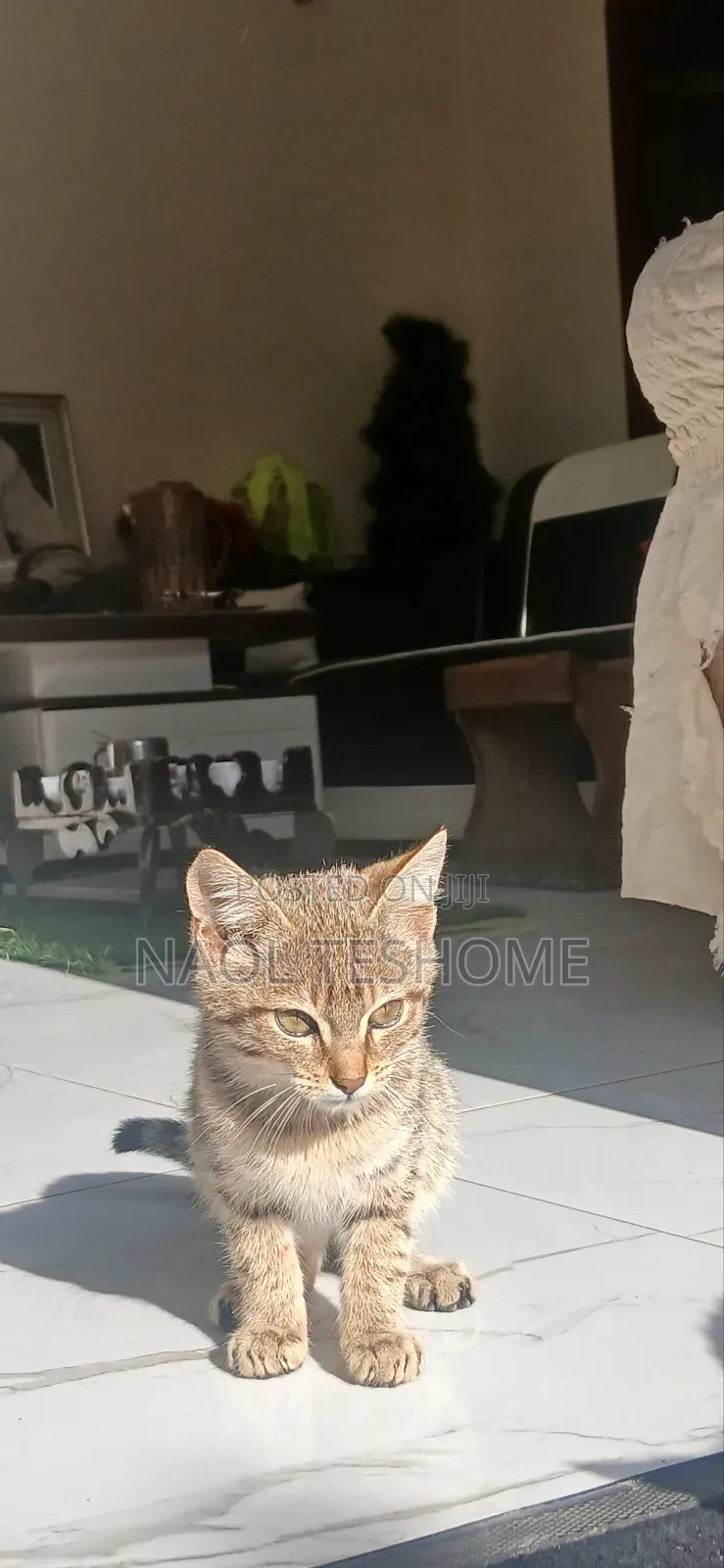 1-3 months Female Purebred Abyssinian