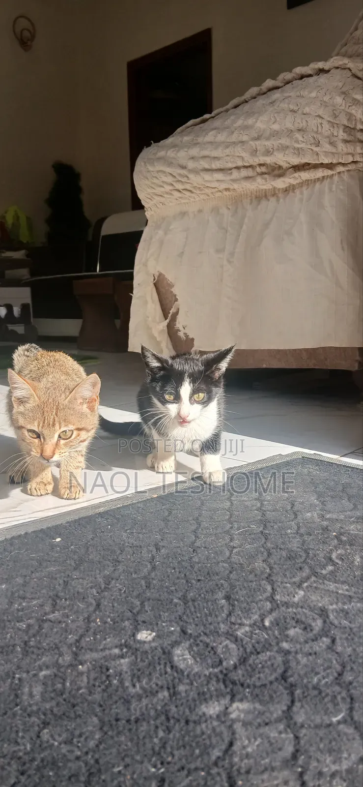 1-3 months Female Purebred Abyssinian