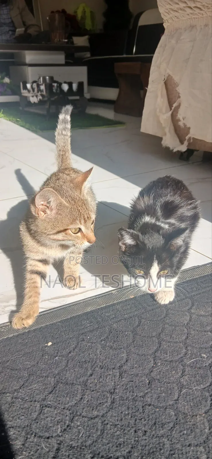1-3 months Female Purebred Abyssinian