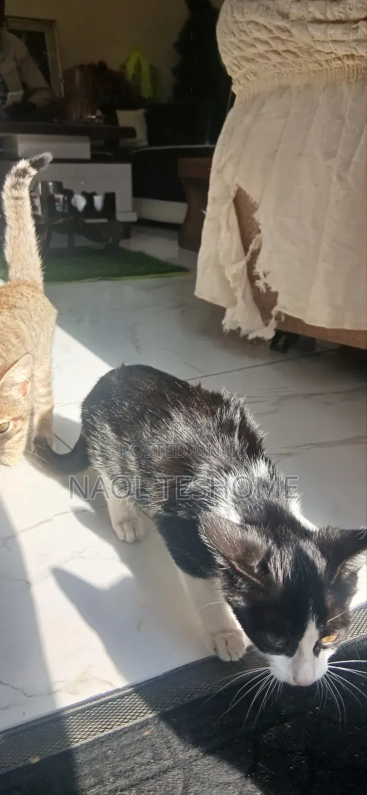 1-3 months Female Purebred Abyssinian