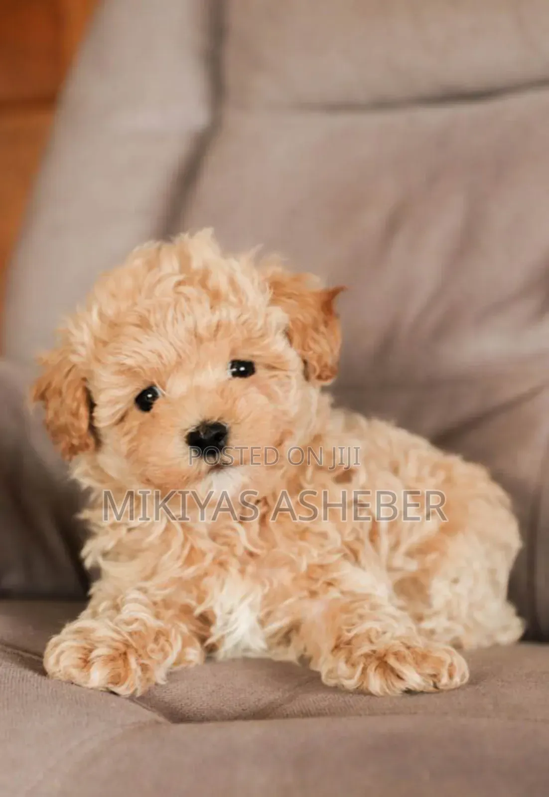 1-3 months Male Purebred Maltipoo