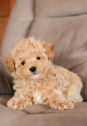 1-3 months Male Purebred Maltipoo