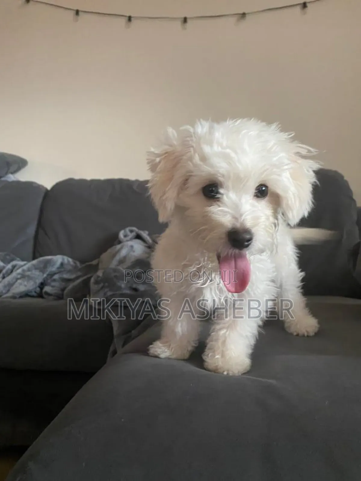 1-3 months Male Purebred Maltipoo