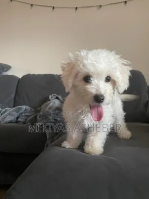 1-3 months Male Purebred Maltipoo