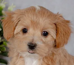 1-3 months Male Purebred Maltipoo