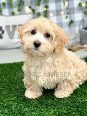 1-3 months Male Purebred Maltese
