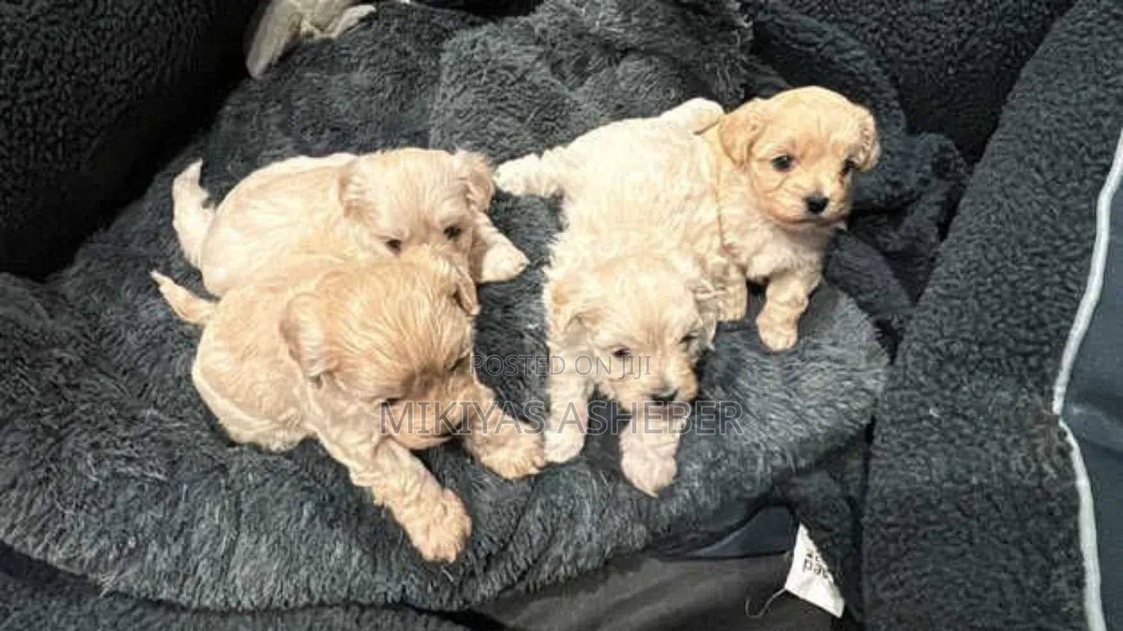 1-3 months Male Purebred Maltese