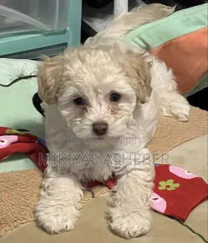 1-3 months Male Purebred Maltese