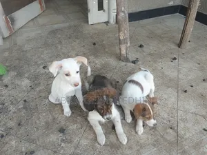 1-3 months Female Mixed Breed Dog