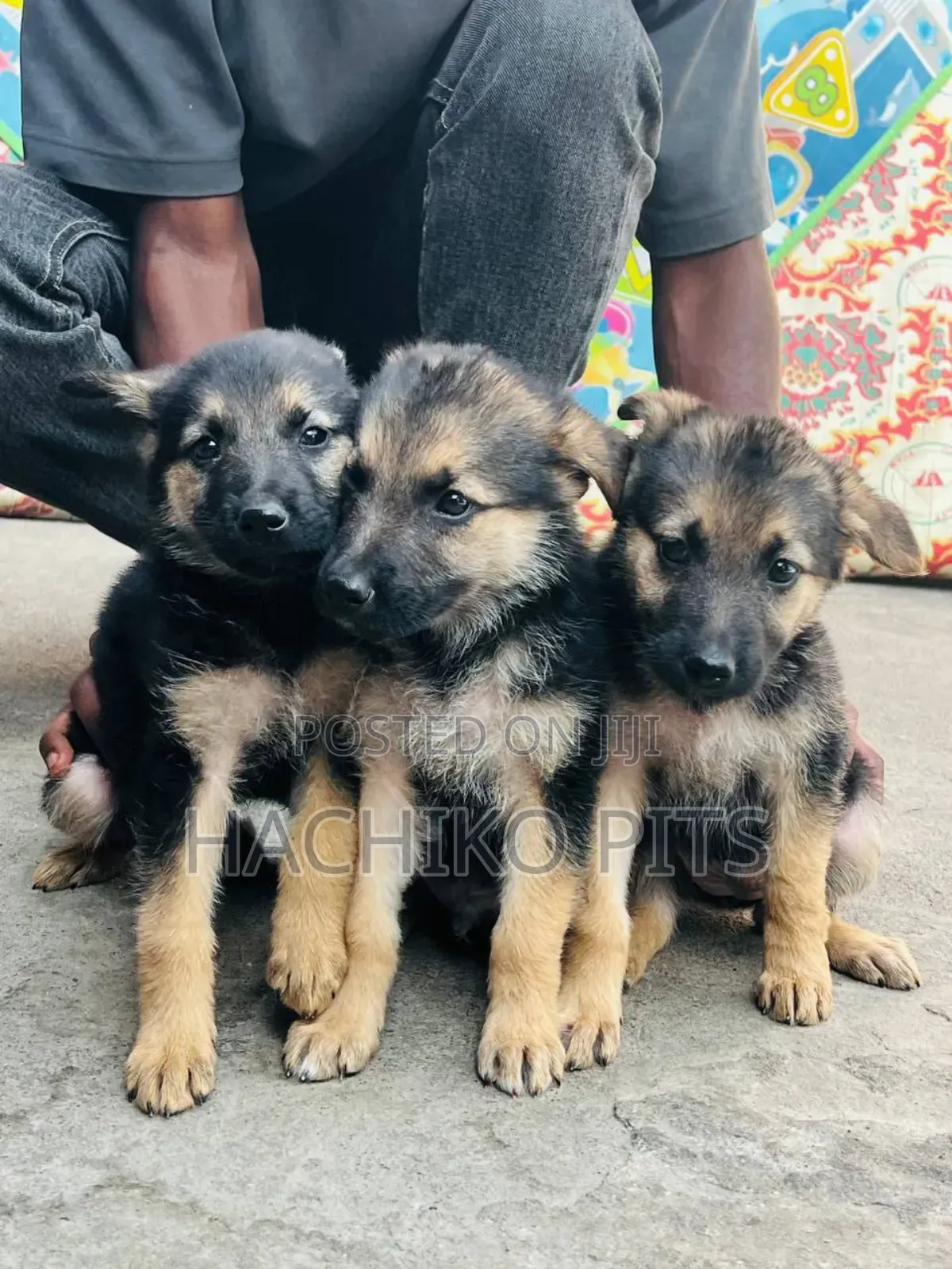 1-3 months Male Purebred German Shepherd