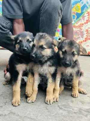 1-3 months Male Purebred German Shepherd