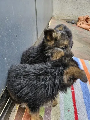 1-3 months Male Purebred German Shepherd
