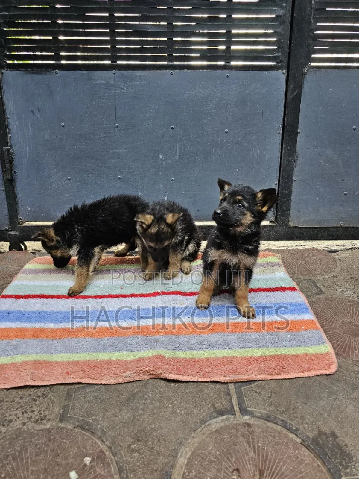 1-3 months Male Purebred German Shepherd