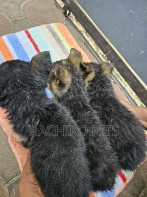 1-3 months Male Purebred German Shepherd