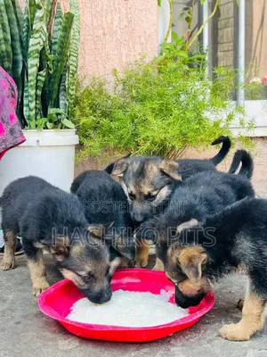 1-3 months Male Purebred German Shepherd