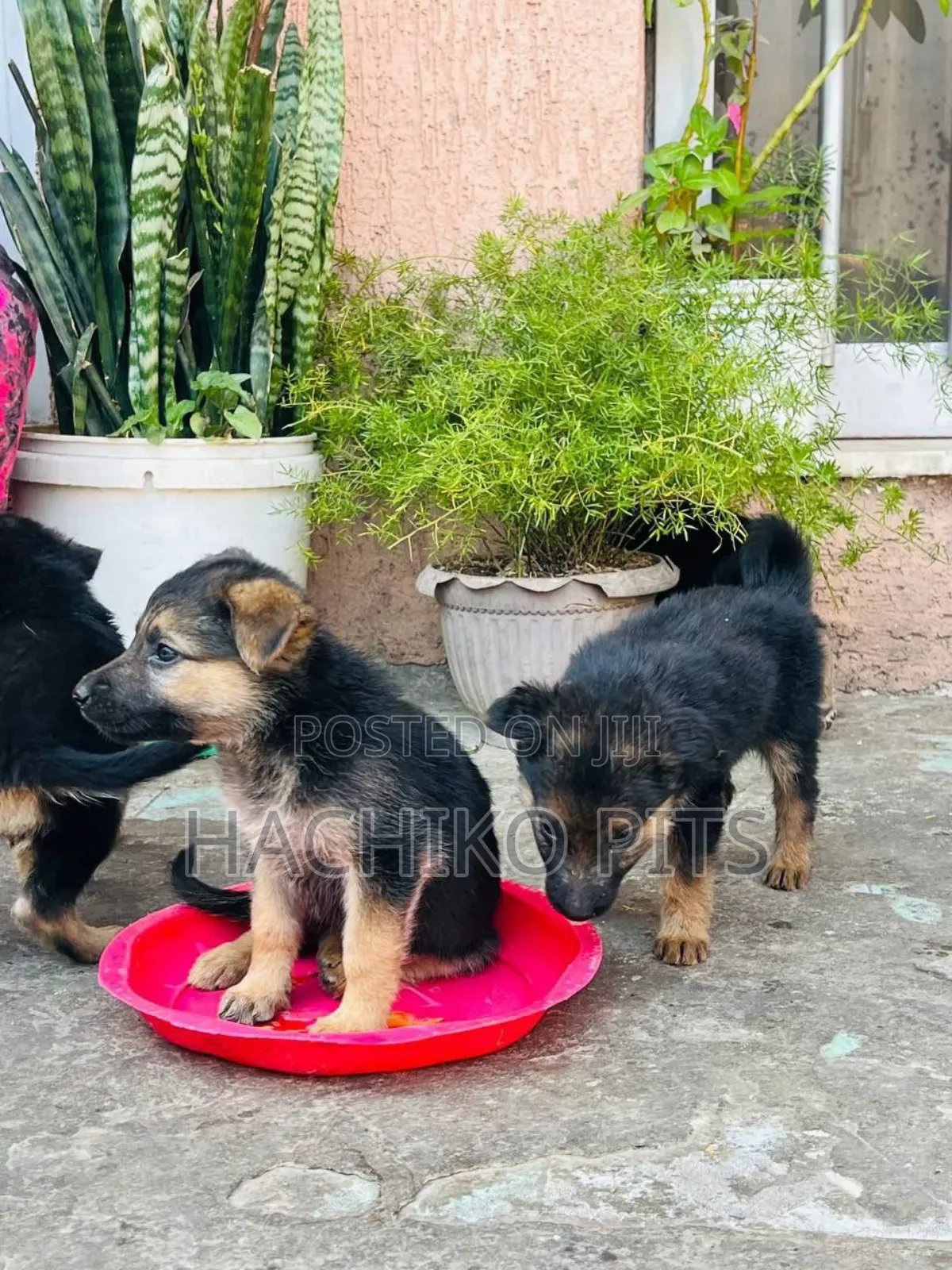 1-3 months Male Purebred German Shepherd