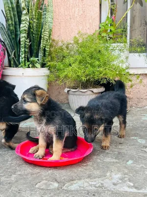 1-3 months Male Purebred German Shepherd