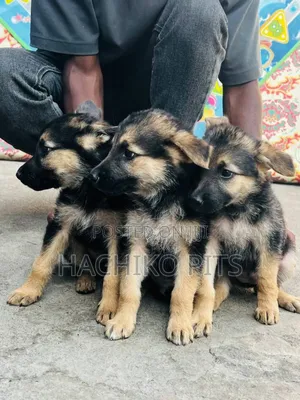 1-3 months Male Purebred German Shepherd