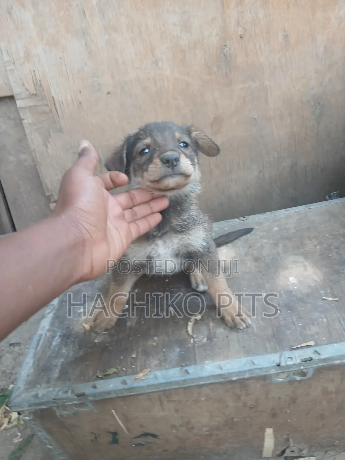 1-3 months Male Mixed Breed German Shepherd