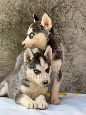1-3 months Male Purebred Siberian Husky