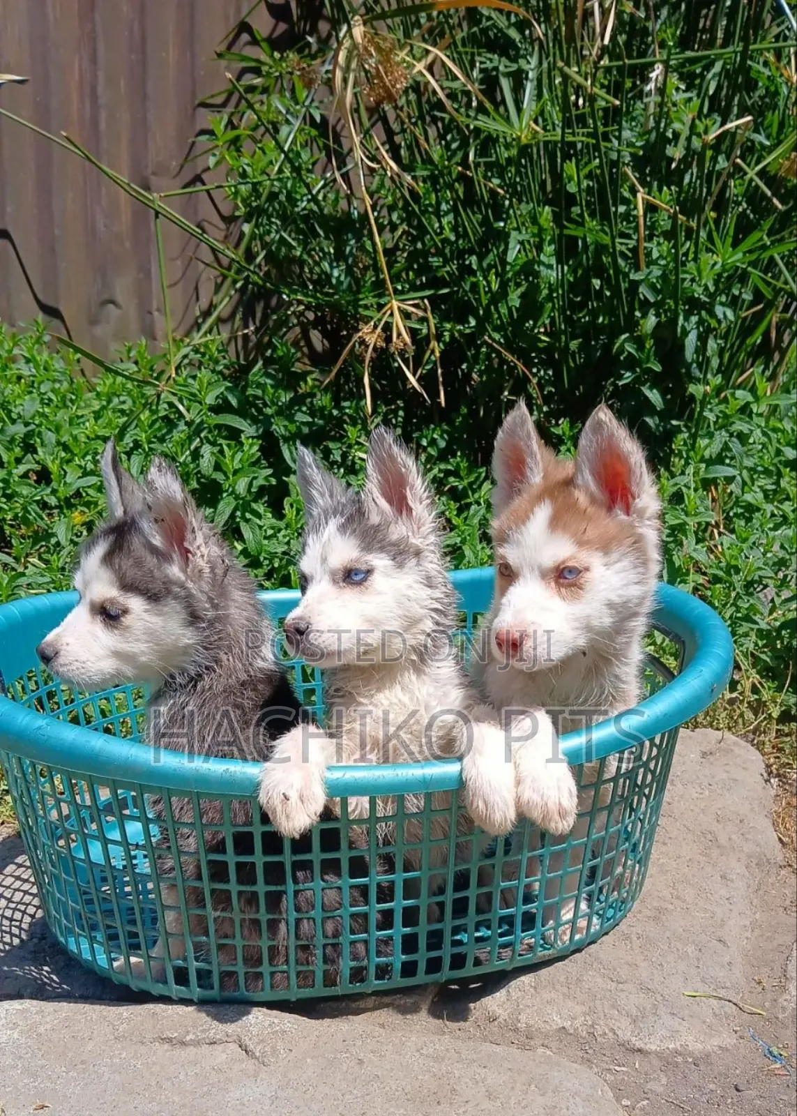 1-3 months Male Purebred Siberian Husky