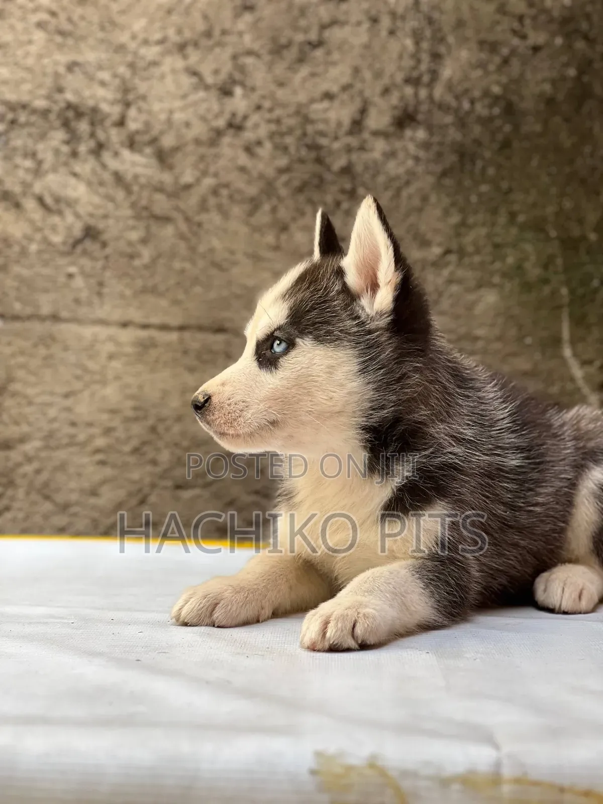 1-3 months Male Purebred Siberian Husky