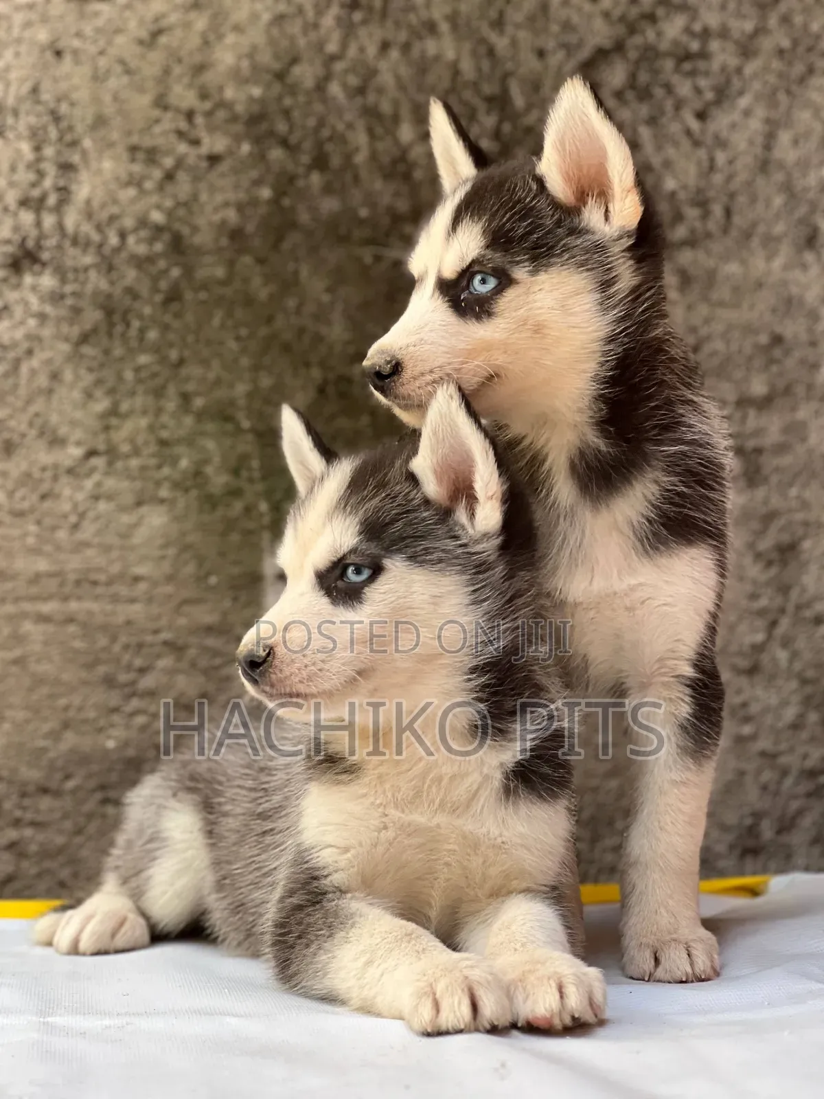 1-3 months Male Purebred Siberian Husky