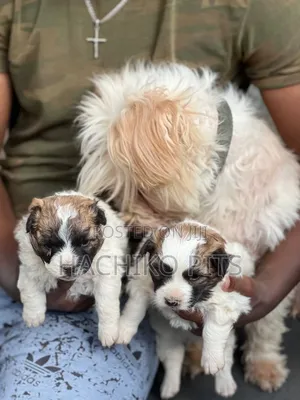 1-3 months Male Purebred Maltese