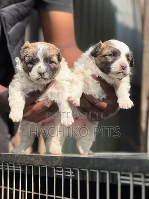 1-3 months Male Purebred Maltese