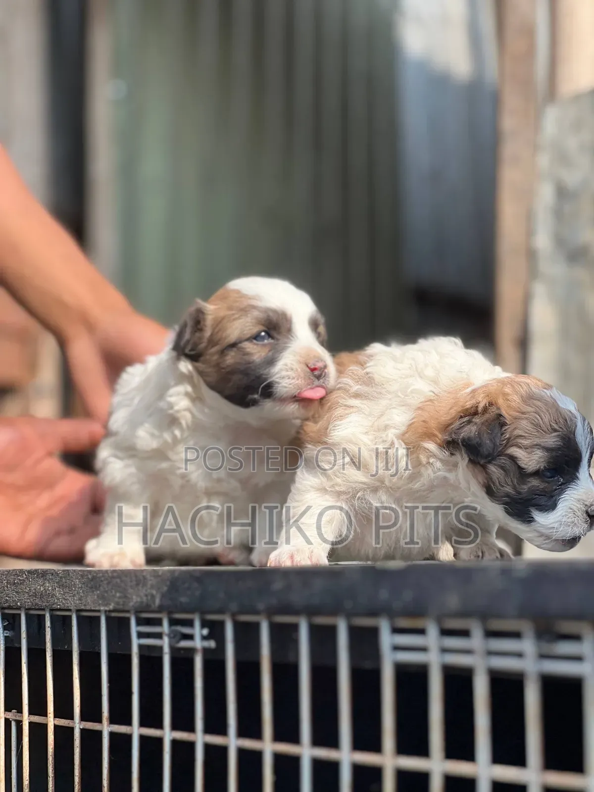 1-3 months Male Purebred Maltese