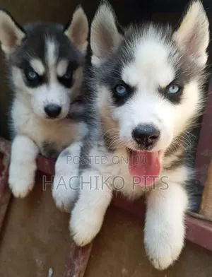 1-3 months Male Purebred Siberian Husky